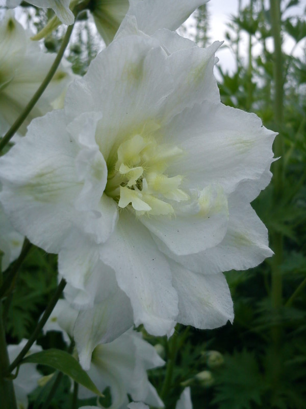 Delphinium détail