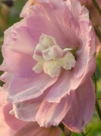 Delphinium rose1detail (2)