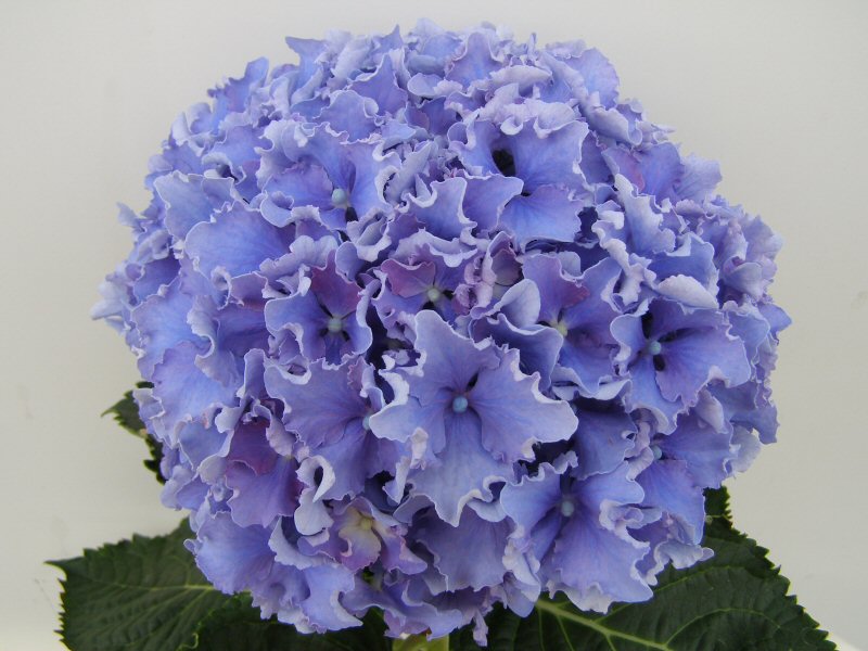 1-Hydrangea-spike