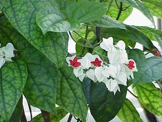 Clerodendron_thomsoniae1