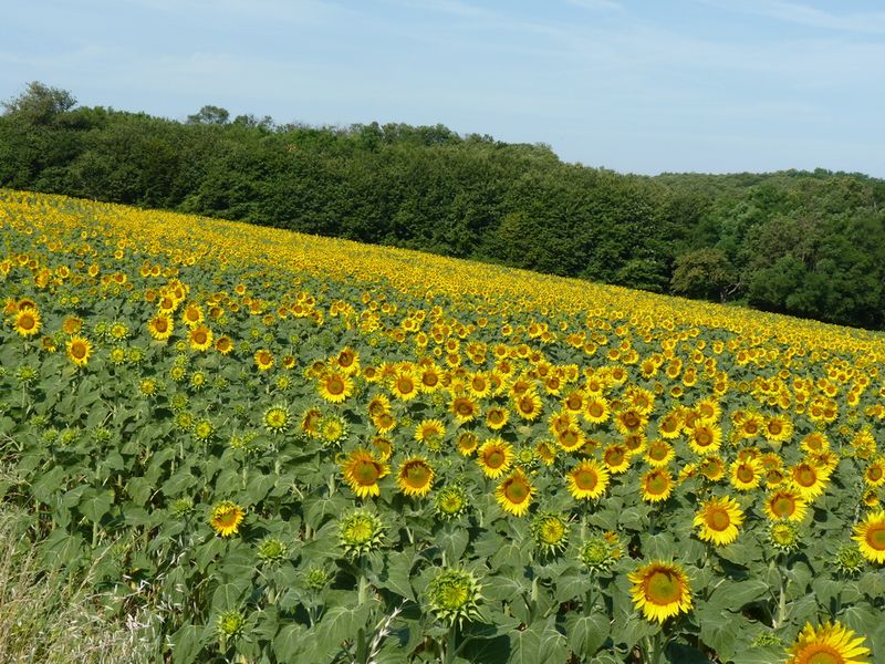 Tournesol-champ