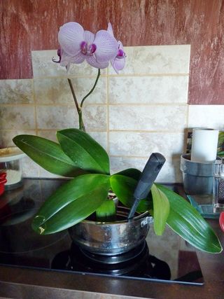 Orchidée-cuisine