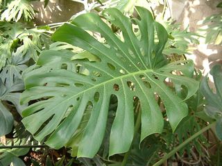 Philo monstera deliciosa