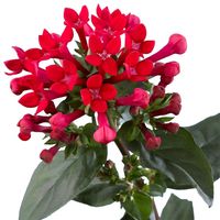 Bouvardia-Royal Daphne Red