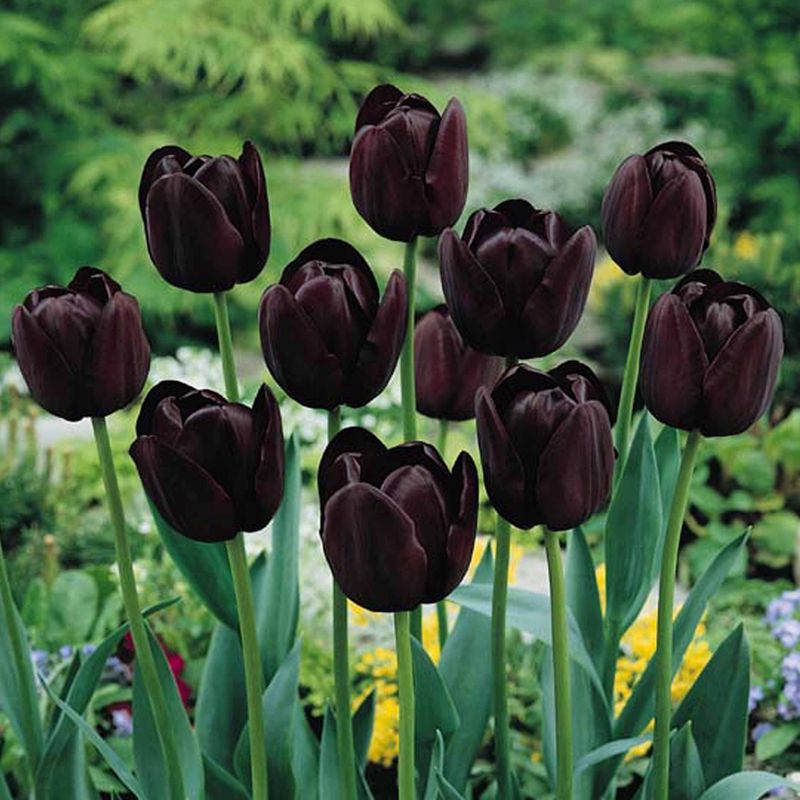 Black_queen_of_night_tulip_