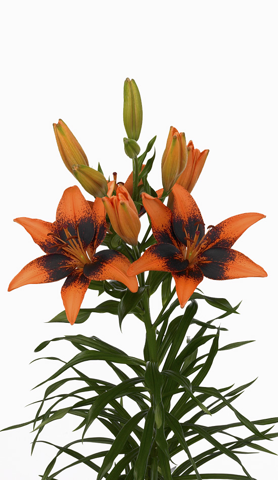 Lilium tango lyly