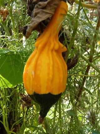 Coloquinte dans mon jardin