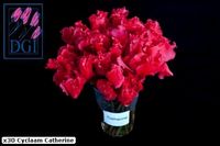 fleur de Cyclamen rouge