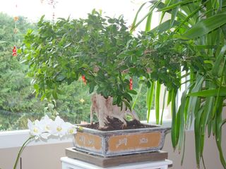 Ficus Ginseng