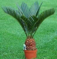 Cycas Rovulta que vous trouvez chez votre fleuriste