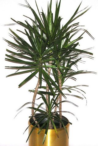 Dracaena-marginata