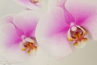 Orchidée-phalaenopsis_001