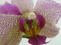 Orchidée-phalaenopsis_002