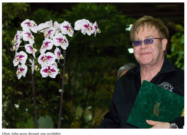 Orchidée_Elton_John