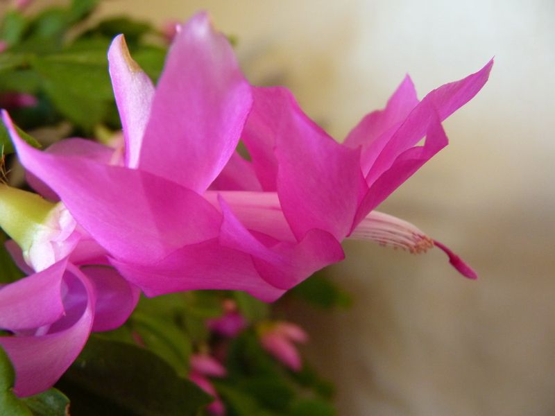 Schlumbergera-cactus de Noel_02