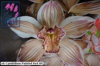 0cymbidium teinté_2