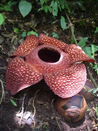 Rafflesia_sumatra