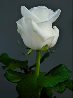 Une nouvelle rose blanche: 
