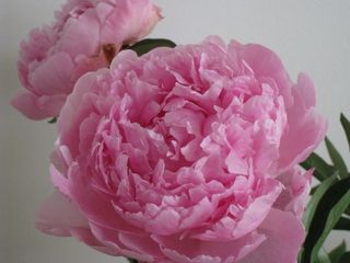 Pivoine-rose