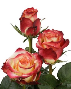 Rose vampire et rose Dark Vampire - Le pouvoir des fleurs