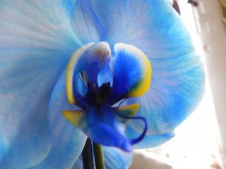 HORREUR, une plante d'orchidée Phalaenopsis bleue ! - Le pouvoir des fleurs