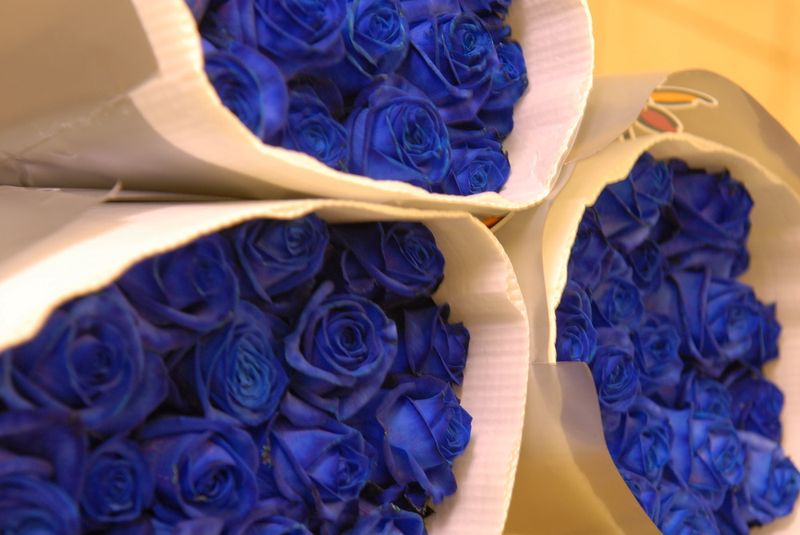 Rose_bleue