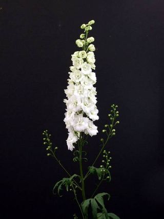 Delphinium-blanc