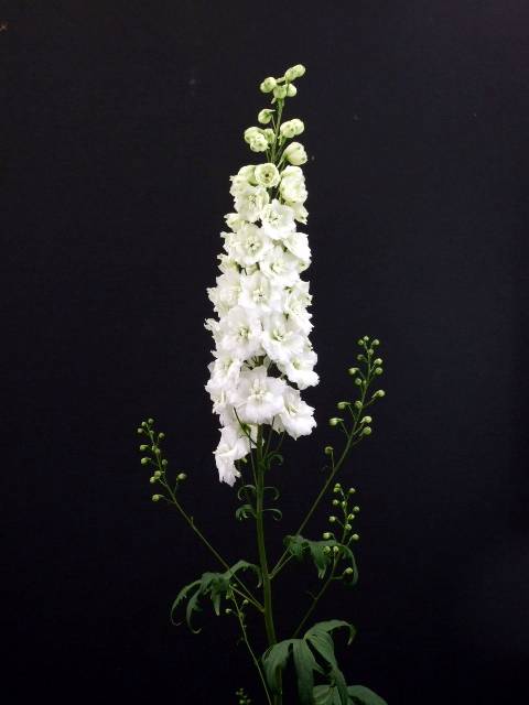 Delphinium-blanc