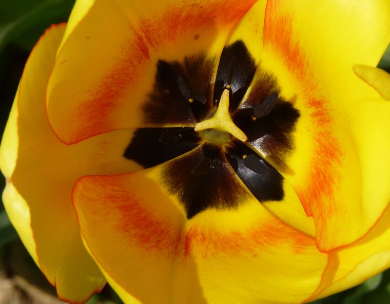 Tulipe