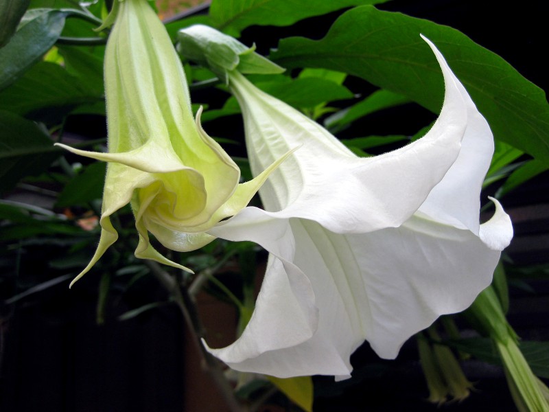 Datura