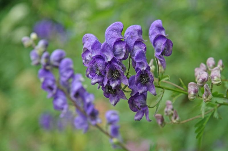 Aconite