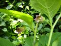 Atropa-belladonne
