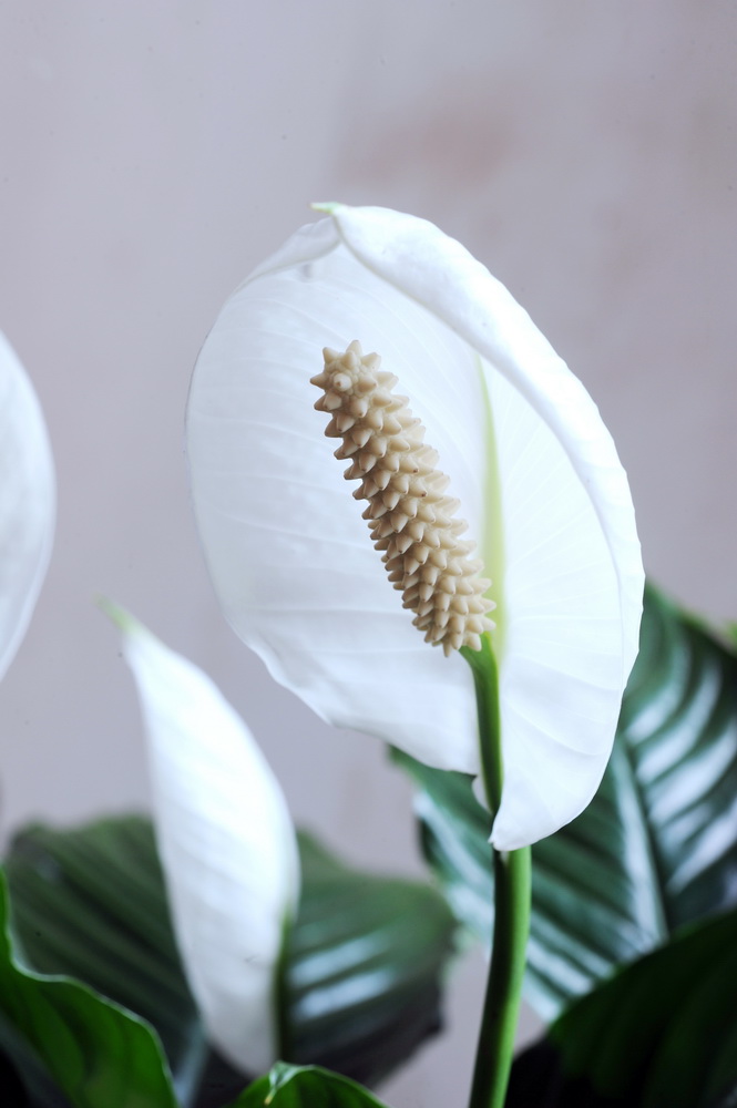 Spathiphyllum-détail