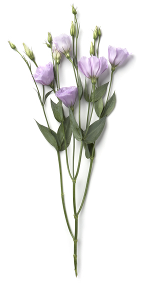 Lisianthus