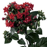 Bouvardia-Diamond Red