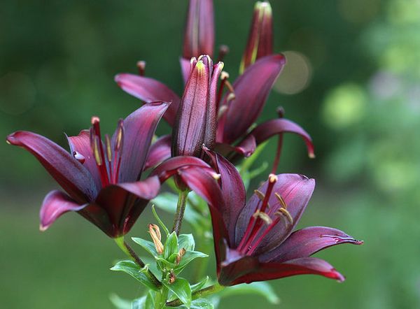 6 fleurs noires a trouver chez votre fleuriste - Le pouvoir des fleurs