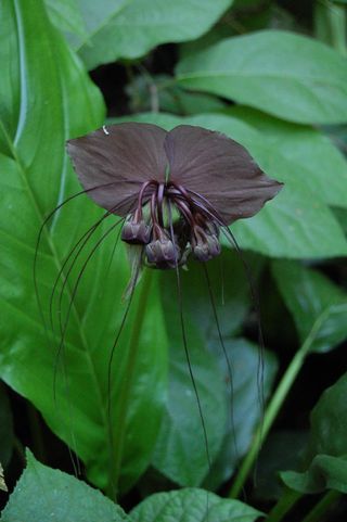 Tacca_chantrieri, étrange plante tropicale