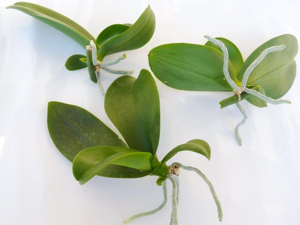 Conseils Pour Rempoter Les Keikis Ou Bebes Orchidees Le Pouvoir Des Fleurs