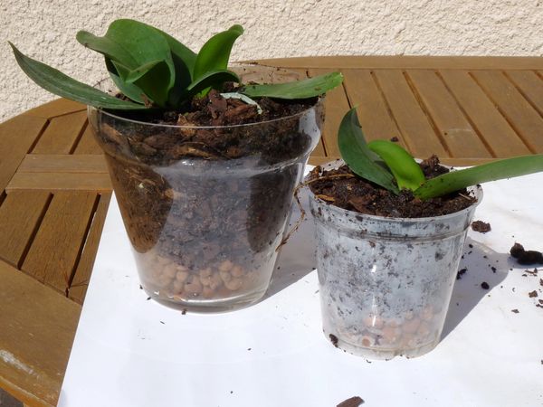 Conseils Pour Rempoter Les Keikis Ou Bebes Orchidees Le Pouvoir Des Fleurs