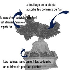 ficus, actions de la plante dépolluante