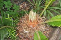 Cycas-1