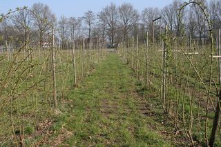 Les cynorrhodons au mois d'avril