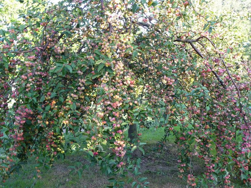 Pommier malus