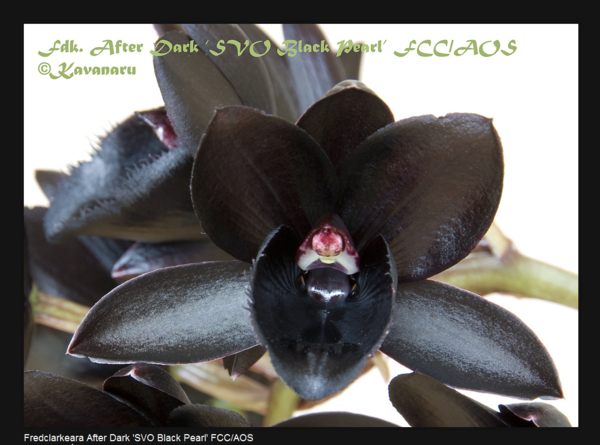 Une orchidée noire ? - Le pouvoir des fleurs