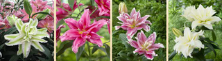 Lily Lily