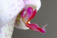 Orchidée-phalaenopsis_003