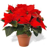 Interflora-poinsettia