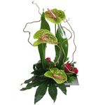 Interflora-jardin-de-matisse_01