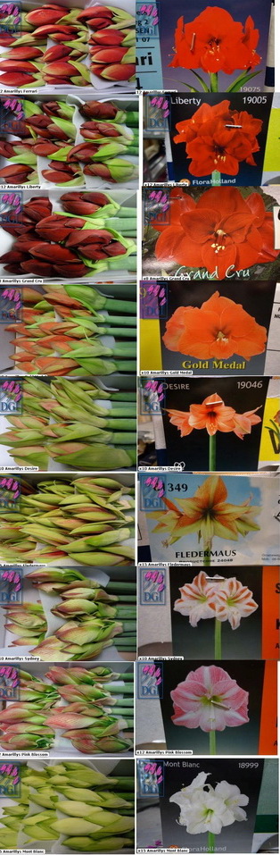 Amaryllis_fleurs_variétés