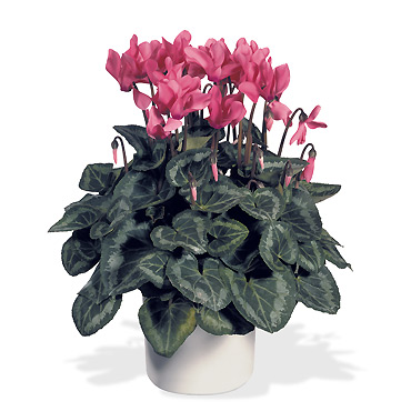 Interflora-cyclamen